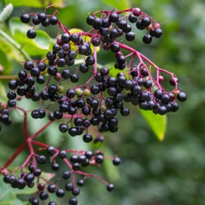 Natural Pharmaceuticals ImuBerin® Ciemnofioletowe owoce bzu czarnego na gałązce, z zielonymi liśćmi w tle.