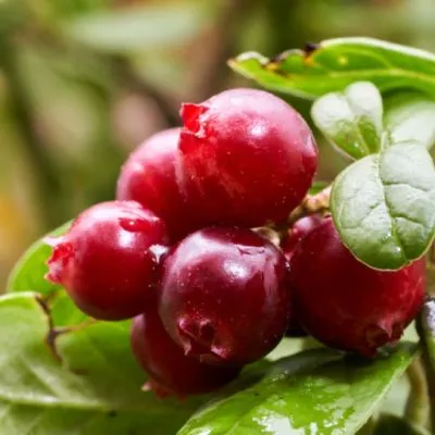 Natural Pharmaceuticals ImuBerin® Czerwone owoce borówki brusznicy na gałązce, z zielonymi liśćmi w tle.