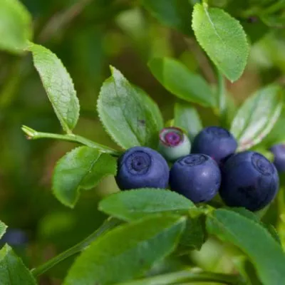 Natural Pharmaceuticals ImuBerin® Ciemnoniebieskie owoce czarnej jagody na gałązce, z zielonymi liśćmi w tle.