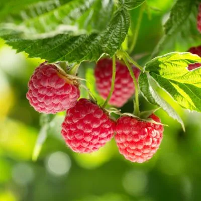 Natural Pharmaceuticals ImuBerin® Czerwone owoce maliny na gałązce, z zielonymi liśćmi w tle.